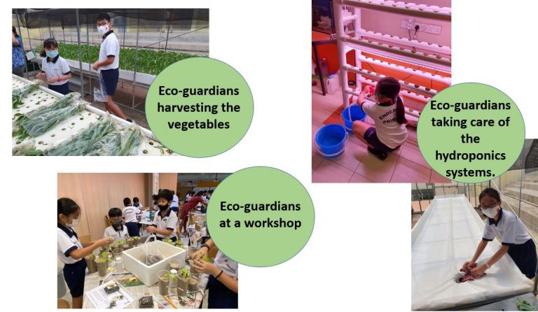 Eco-guardians workshop and activities